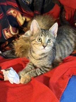 Katniss -  Domestic Short Hair Cat Available for Adoption in Cary, North Carolina - Katniss | PetCurious