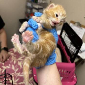 Marshall -  Domestic Medium Hair Cat for Adoption in Tempe, Arizona - Marshall | PetCurious