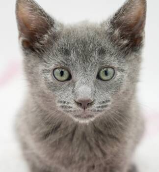 Zara is our purrfect silver princess of purring -  Russian Blue Cat for Adoption in Bedford Hills, New York - Zara Is Our Purrfect Silver Princess Of Purring | PetCurious