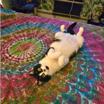 Lily & Daisy - Loving Duo -  Domestic Short Hair Cat for Adoption - Lily & Daisy - Loving Duo | PetCurious