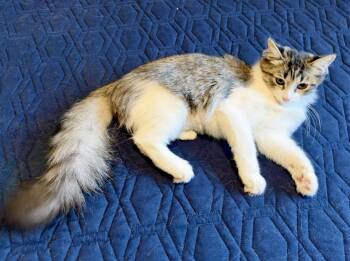 Fiona (+ Sibling) -  Domestic Long Hair Cat for Adoption in Richmond Hill, Ontario - Fiona (+ Sibling) | PetCurious