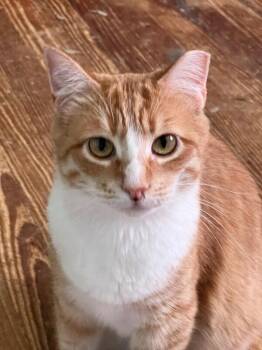Sugar -  Domestic Short Hair Cat for Adoption - Sugar | PetCurious