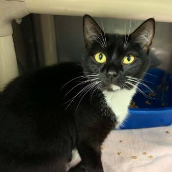 Luna -  Domestic Short Hair Cat for Adoption in Concord, North Carolina - Luna | PetCurious