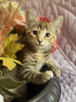Maple -  Domestic Short Hair Cat for Adoption in Gradyville, Kentucky - Maple | PetCurious