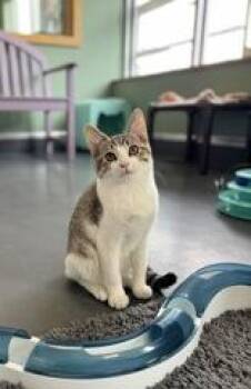 Tentomon -  Domestic Short Hair Cat for Adoption in Eagle, Colorado - Tentomon | PetCurious