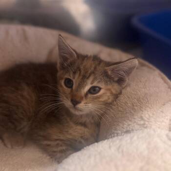 Hazelnut -  Domestic Short Hair Cat for Adoption in Starkville, Mississippi - Hazelnut | PetCurious