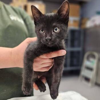 Louisiana Hot -  Domestic Short Hair Cat for Adoption in Martinsville, Virginia - Louisiana Hot | PetCurious