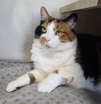 Mischief -  Domestic Short Hair Cat for Adoption in Mokena, Illinois - Mischief | PetCurious