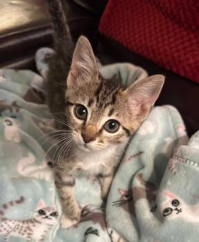 Domestic Short Hair Cats Available for Adoption in Magnolia, Texas - Alma | PetCurious