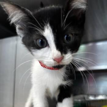 Coco Mademoiselle -  Domestic Short Hair Cat for Adoption in Chicago, Illinois - Coco Mademoiselle | PetCurious