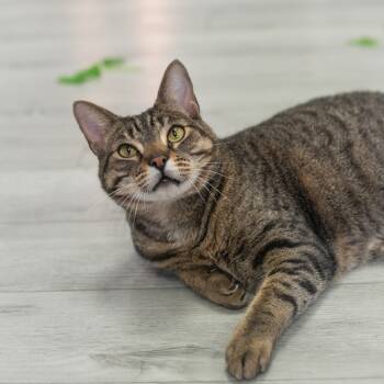 Rescue Domestic Short Hair Cats for Adoption in St. Augustine, Florida - Bear | PetCurious