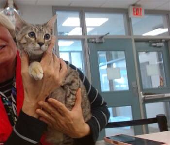 Domestic Short Hair Cats Available for Adoption in Oklahoma City, Oklahoma - A474080 | PetCurious