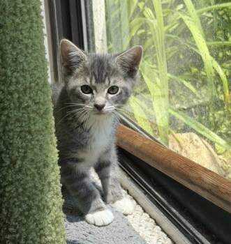 Rumours: Songbird -  Calico and Tabby Cat for Adoption - Rumours: Songbird | PetCurious