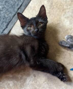Bukowski -  Domestic Long Hair Cat for Adoption in Dallas, Texas - Bukowski | PetCurious