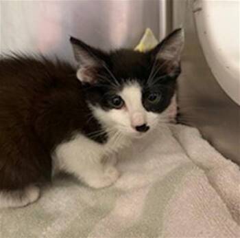 Domestic Short Hair Cats Available for Adoption in Conroe, Texas - SAGE | PetCurious