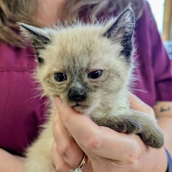 Wolke -  Siamese Cat Available for Adoption in Marysville, Ohio - Wolke | PetCurious