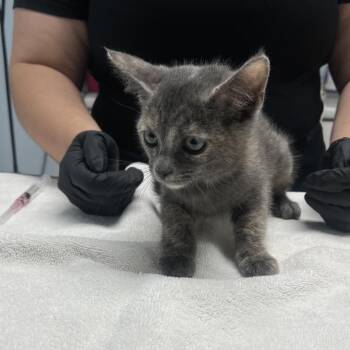 Sparkle Smash -  Domestic Short Hair Cat for Adoption in Riverside, California - Sparkle Smash | PetCurious