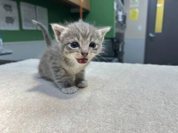 Volt -  Domestic Short Hair Cat for Adoption in Kansas City, Missouri - Volt | PetCurious