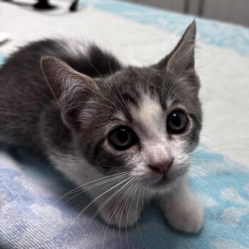 Spellman -  Domestic Short Hair Cat for Adoption in Riverside, California - Spellman | PetCurious