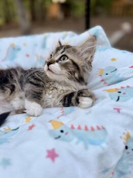 Cod -  Domestic Long Hair Cat for Adoption in Medford Lakes, New Jersey - Cod | PetCurious