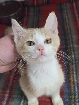 Vanilla -  Domestic Short Hair Cat for Adoption in Bolivar, Missouri - Vanilla | PetCurious