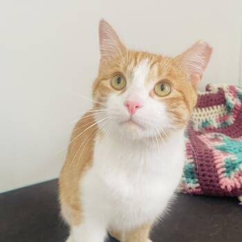Rescue Domestic Short Hair Cats for Adoption in Albany, New York - Rowan Ruadhán | PetCurious
