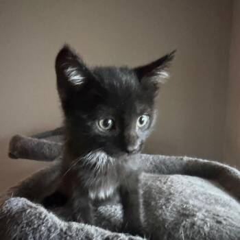 Gravy -  Domestic Short Hair Cat for Adoption in NEW PT RICHEY, Florida - Gravy | PetCurious