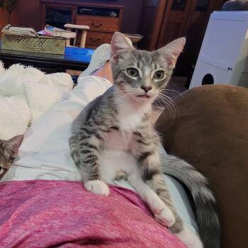 Rescue Domestic Short Hair Cats for Adoption in Smithfield, Virginia - Blake | PetCurious