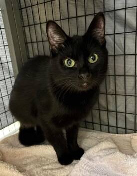 Domestic Short Hair Cats Available for Adoption - James | PetCurious