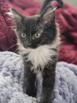Georgie -  Domestic Medium Hair Cat for Adoption in New Washoe City, Nevada - Georgie | PetCurious