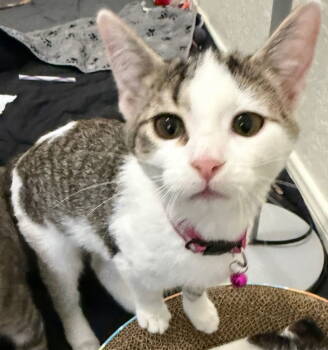 Rescue Domestic Short Hair Cats for Adoption in Frisco, Texas - Kally Ann | PetCurious