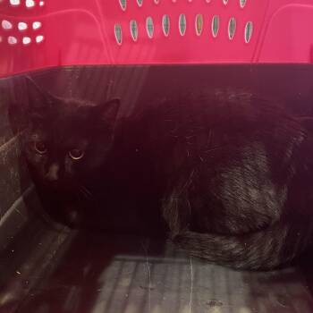Gown -  Domestic Short Hair Cat for Adoption in Port Charlotte, Florida - Gown | PetCurious