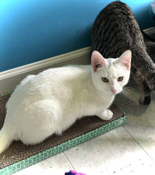 Domestic Short Hair Cats Available for Adoption - Snowball  | PetCurious