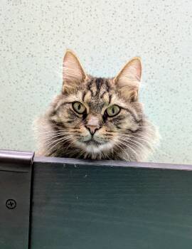 Rescue Domestic Long Hair Cats for Adoption in Frederick, Maryland - Bella | PetCurious