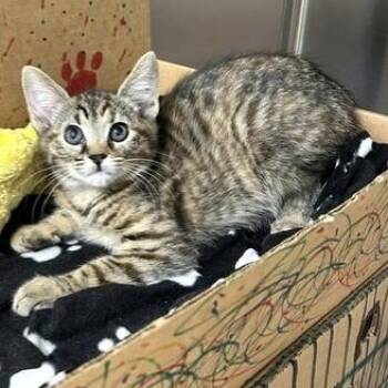 Eclair -  Domestic Short Hair Cat for Adoption - Eclair | PetCurious