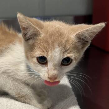 IVHS-Stray-142016 -  Domestic Short Hair Cat for Adoption in San Gabriel, California - IVHS-Stray-142016 | PetCurious