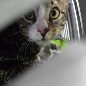 Domestic Short Hair Cats Available for Adoption - Peter | PetCurious