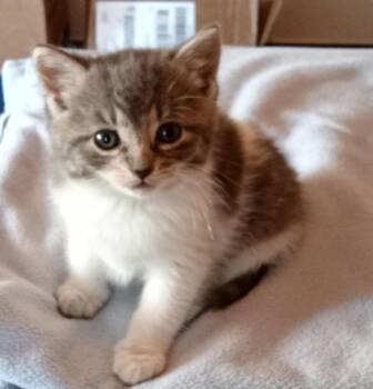 Domestic Short Hair Cats Available for Adoption in Southbury, Connecticut - Abbey | PetCurious