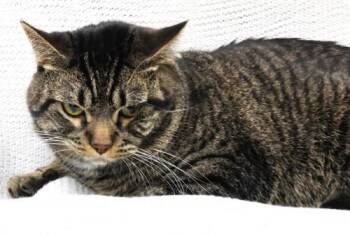 Milo -  Domestic Short Hair Cat for Adoption in Thief River Falls, Minnesota - Milo | PetCurious