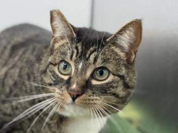 Domestic Short Hair Cats Available for Adoption - Smores | PetCurious