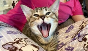 Tyson -  Domestic Short Hair Cat for Adoption in Byrdstown, Tennessee - Tyson | PetCurious