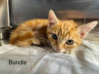 Bundle -  Domestic Short Hair and Tabby Cat for Adoption in St. George, Utah - Bundle | PetCurious