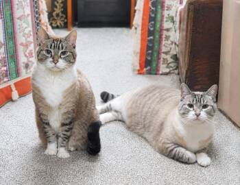 Armani & Coco Chanel -  Siamese and Domestic Short Hair Cat for Adoption in Skyline, Minnesota - Armani & Coco Chanel | PetCurious