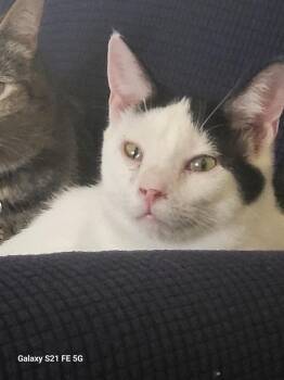 Domestic Short Hair Cats Available for Adoption in West Mifflin, Pennsylvania - Santa | PetCurious
