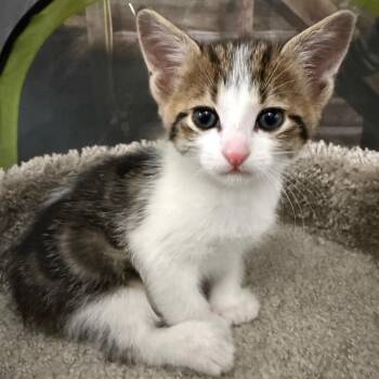 George -  Domestic Short Hair and Extra Toes Cat Hemingway Polydactyl Cat for Adoption in Traverse City, Michigan - George | PetCurious