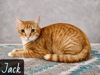 Jack -  Domestic Short Hair Cat for Adoption in Englewood, Florida - Jack | PetCurious