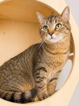 Martha Mae -  Domestic Short Hair Cat Available for Adoption in Sioux Falls, South Dakota - Martha Mae | PetCurious