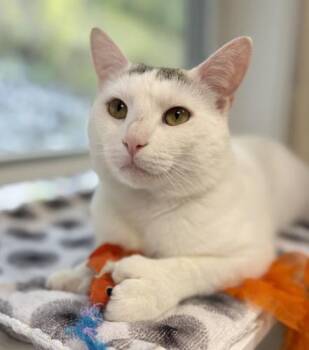 Rescue Domestic Short Hair and Extra Toes Cat Hemingway Polydactyl Cats for Adoption in Saint Johnsbury, Vermont - Bobby | PetCurious