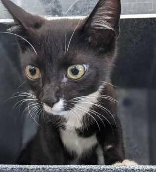 Tux -  Domestic Short Hair Cat for Adoption in Daytona Beach, Florida - Tux | PetCurious