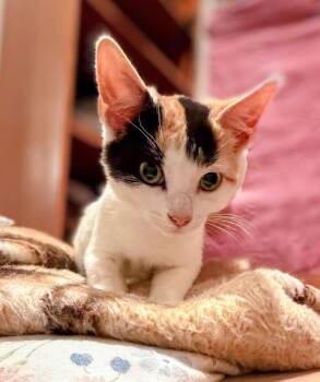 Felicity -  Domestic Short Hair Cat for Adoption in Syosset, New York - Felicity | PetCurious